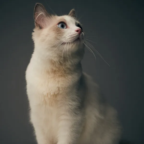 ペット写真 vol.1 – ギャラリー