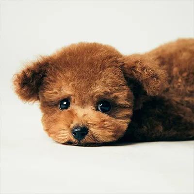 ペット写真 vol.2 – ギャラリー